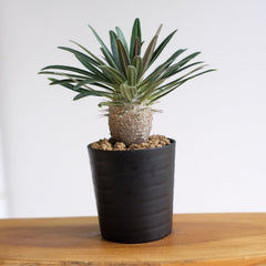 塊根植物一覧