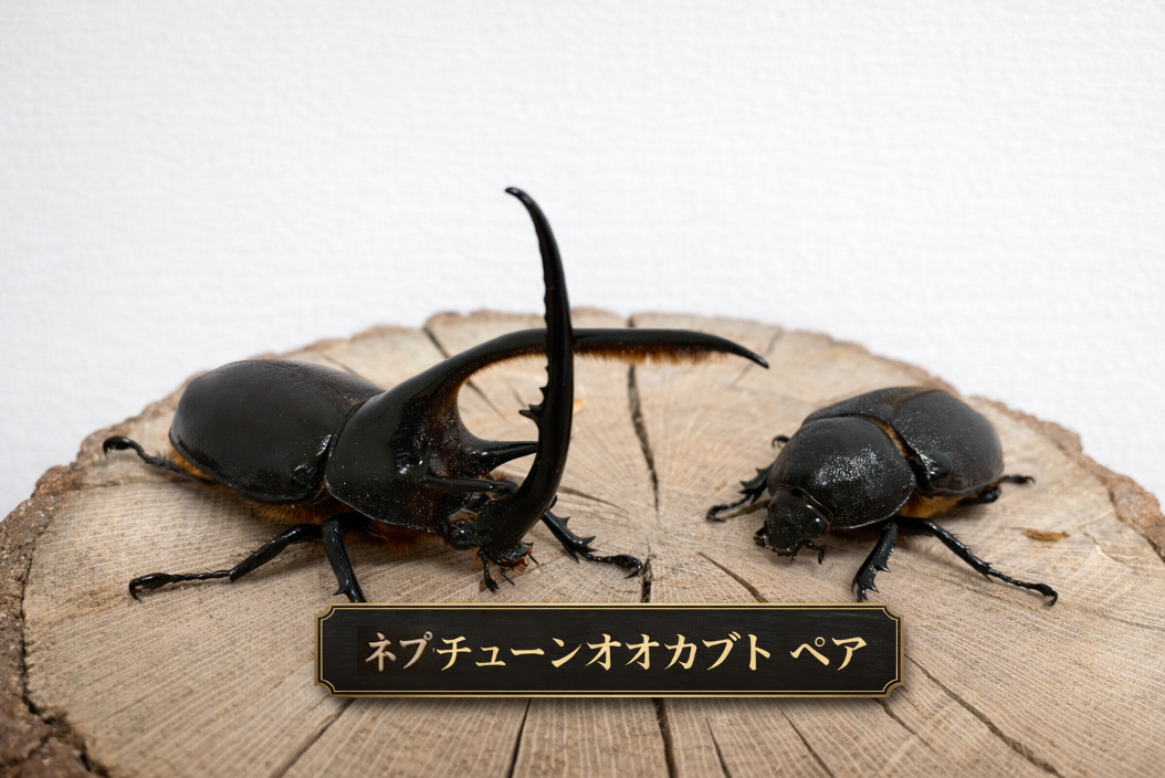 ネプチューンオオカブト１ペア 100mm 以上
