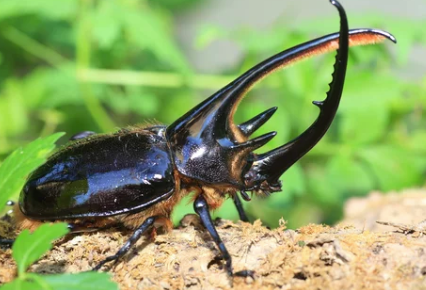 漆黒の鎧を纏う「暗黒の騎士」