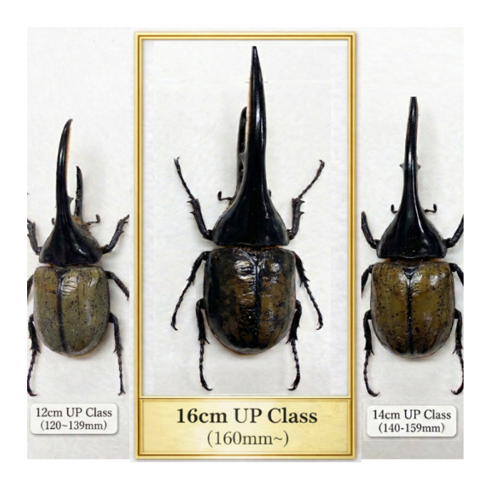 ヘラクレスオオカブト　　超大型クラス　オスのみ 160mm以上