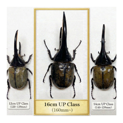 ヘラクレスオオカブト　　超大型クラス　オスのみ 160mm以上