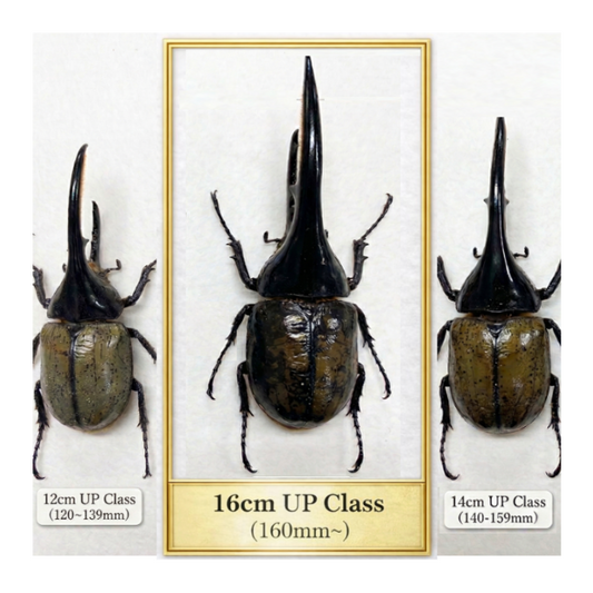 ヘラクレスオオカブト超大型クラス１ペア160mm以上