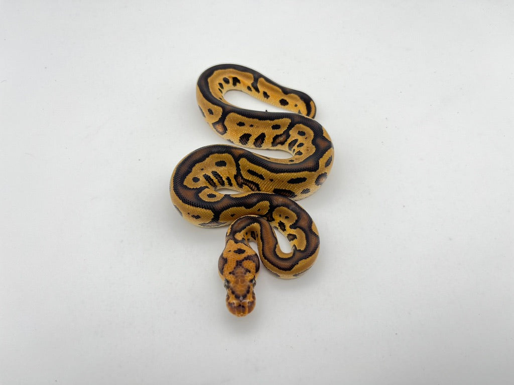 ボールパイソン（Leopard YB Cypress Clown）メス