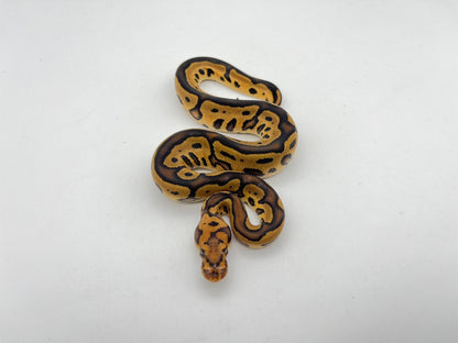 ボールパイソン（Leopard YB Cypress Clown）メス