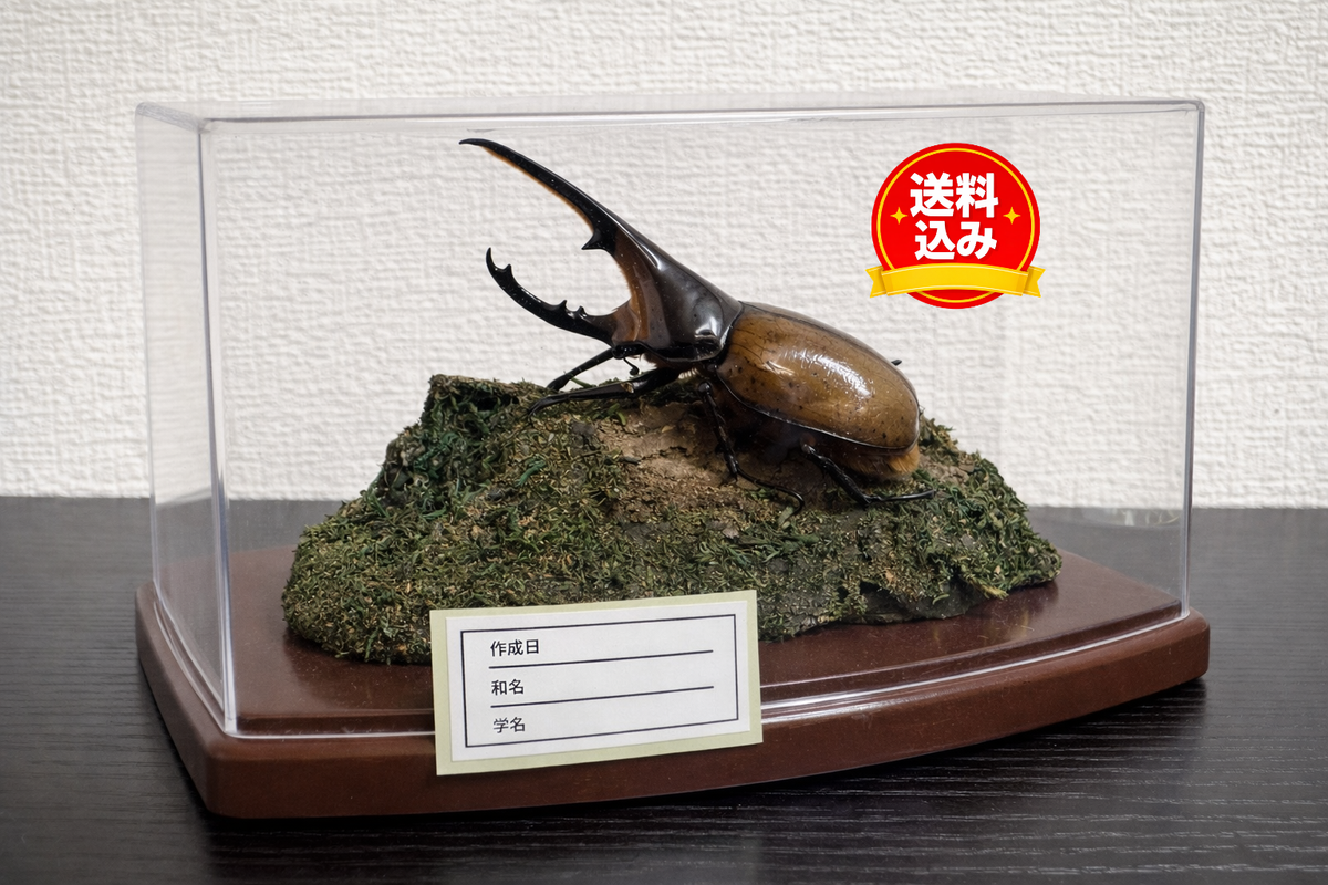 昆虫標本 ジオラマセット クリアケース版（ヘラクレスオオカブトサイズでも対応可）