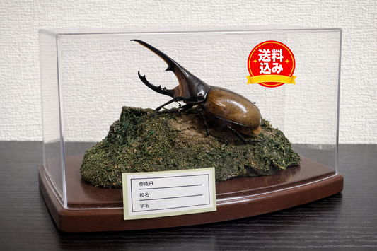 昆虫標本 ジオラマセット クリアケース版（ヘラクレスオオカブトサイズでも対応可）