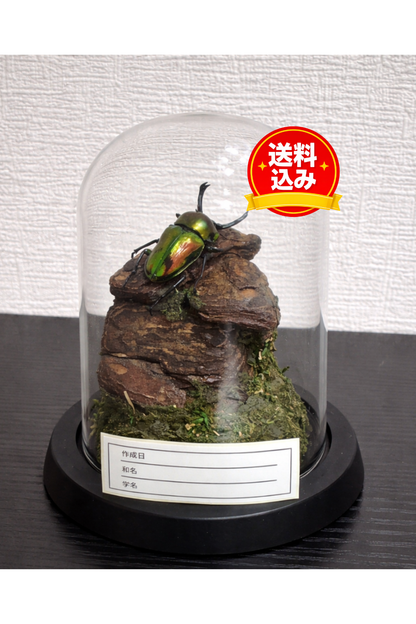 昆虫標本 ジオラマセット ガラスドーム版（小型〜中型種）