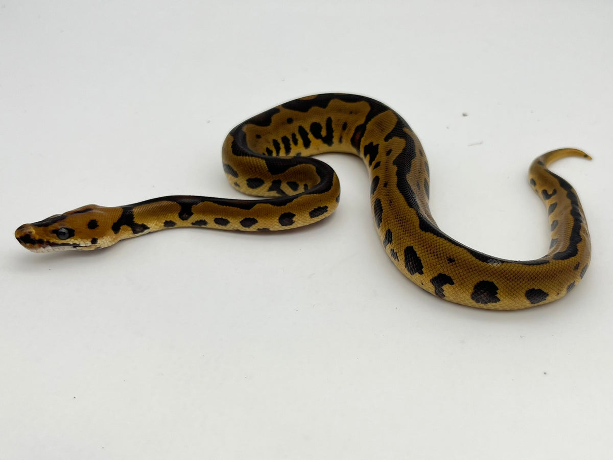 ボールパイソン（Leopard Confusion Enchi Clown）オス
