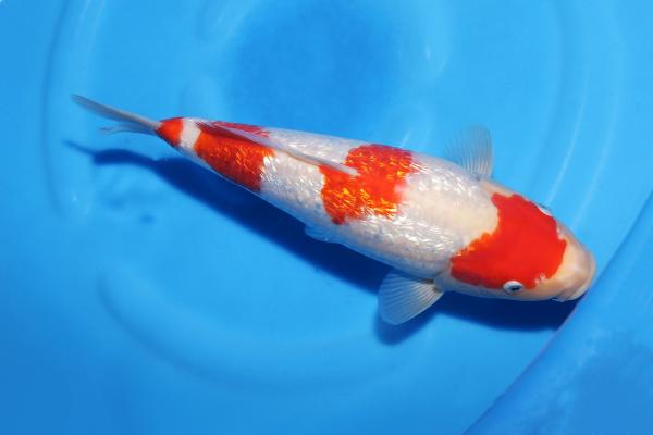 銀鱗紅白♀　30㎝