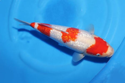 銀鱗紅白♀　30㎝