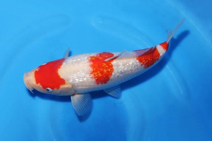 銀鱗紅白♀　30㎝