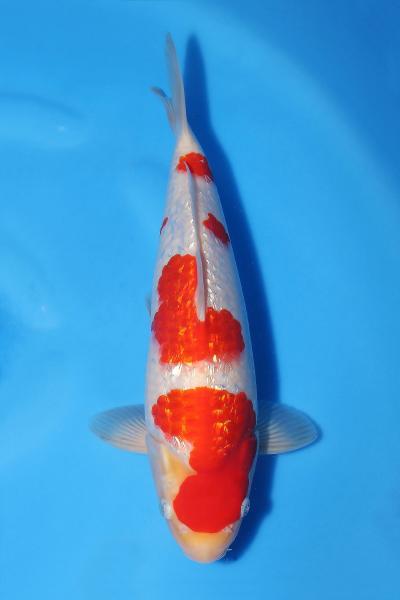 銀鱗紅白♂　31㎝