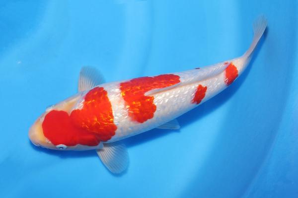銀鱗紅白♂　31㎝