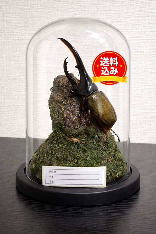 昆虫標本 ジオラマセット ガラスドーム版（大型種対応）