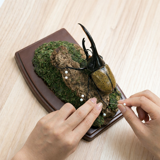 標本の完成品製作代行