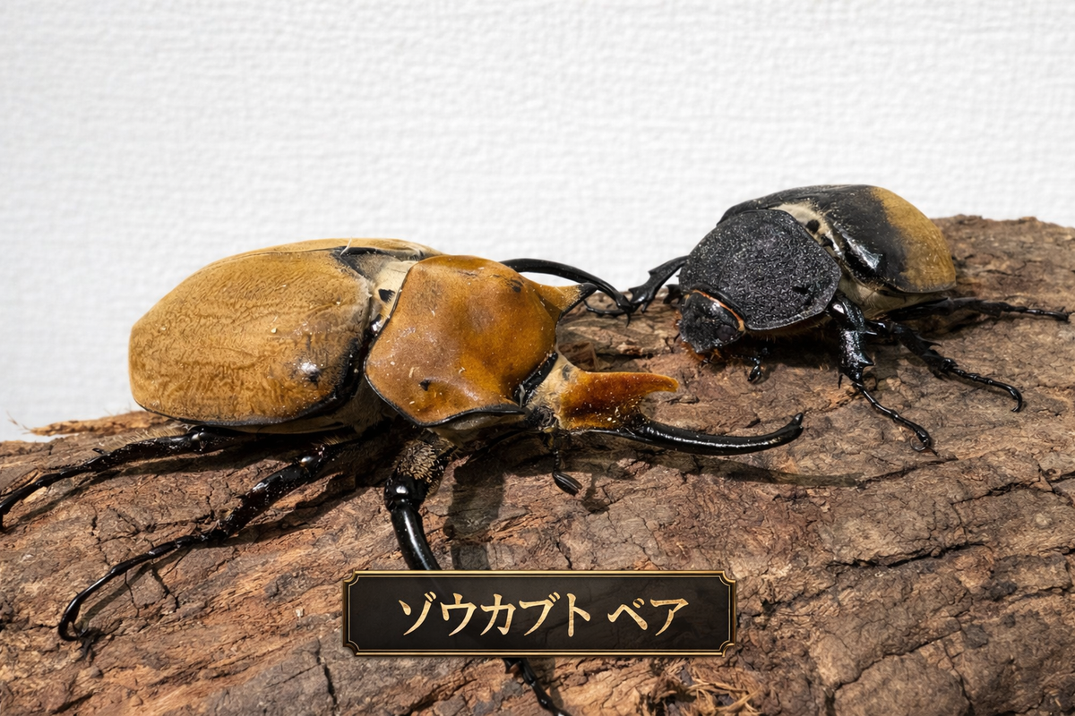 エレファスゾウカブト１ペア 90mm以上