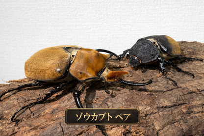 エレファスゾウカブト１ペア 90mm以上