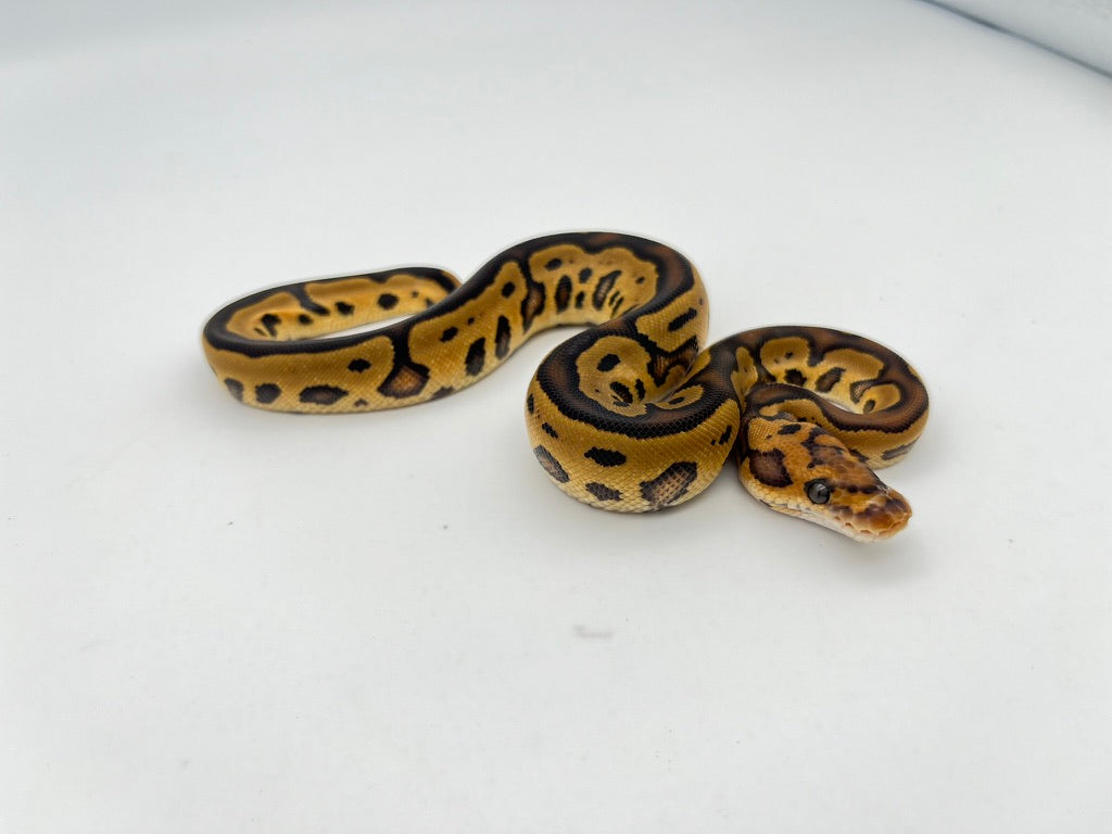 ボールパイソン（Leopard YB Cypress Clown）メス