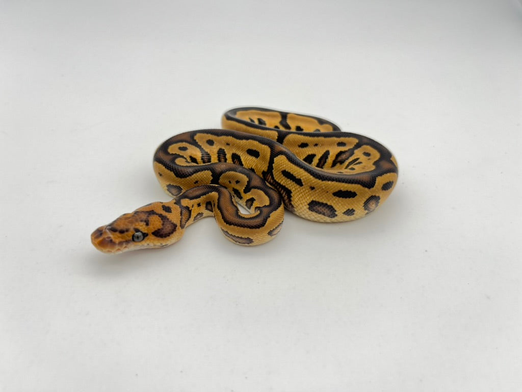ボールパイソン（Leopard YB Cypress Clown）メス