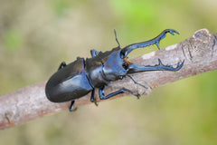 ギラファノコギリクワガタ成虫一覧