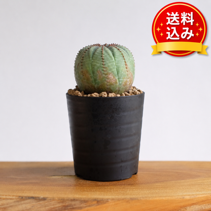 ユーフォルビア オベサ / Euphorbia obesa