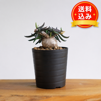 ユーフォルビア キリンドリフォリア / Euphorbia cylindrifolia