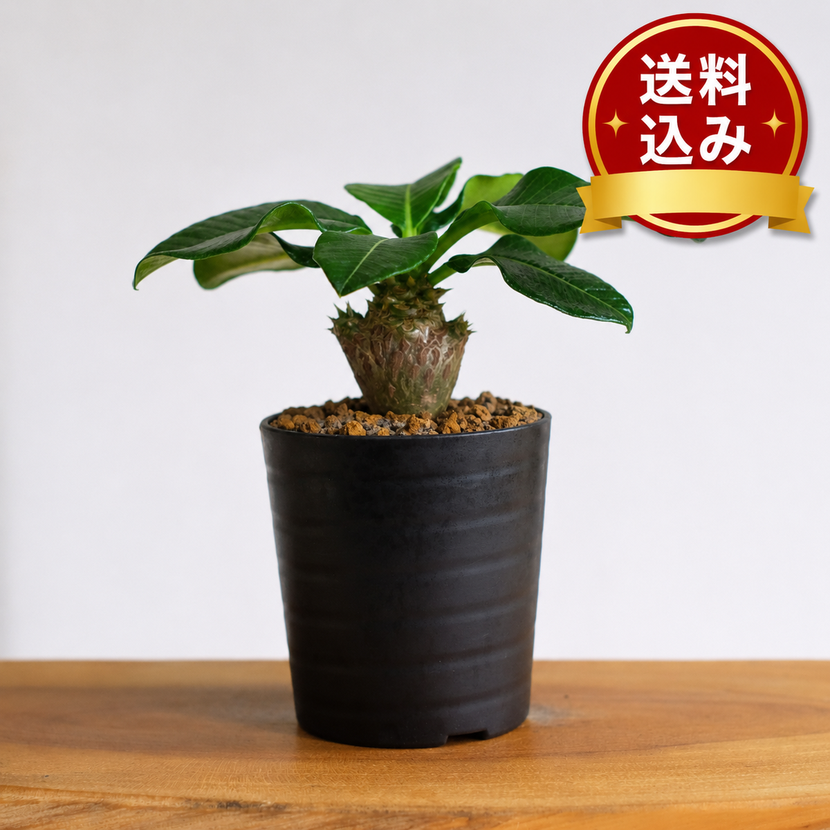 パキポディウム ウィンゾリー / Pachypodium windsorii