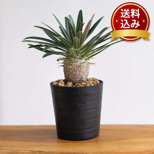 パキポディウム グラキリス / Pachypodium gracilius