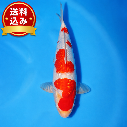銀鱗紅白♂　31㎝