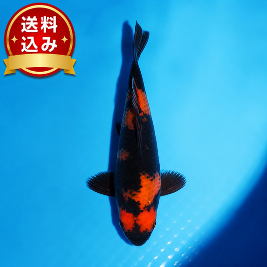 緋写り　18cm（管理番号No6）