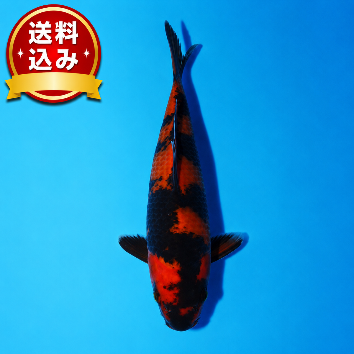 緋写り　20cm（管理番号No2）