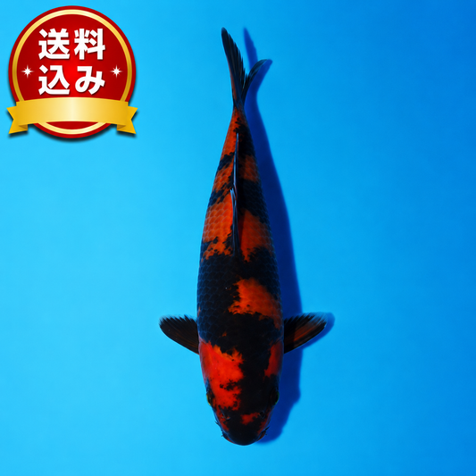 緋写り　20cm（管理番号No2）