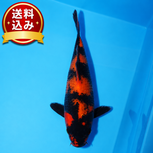 緋写り　19cm（管理番号No10）