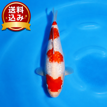 銀鱗紅白♀　30㎝