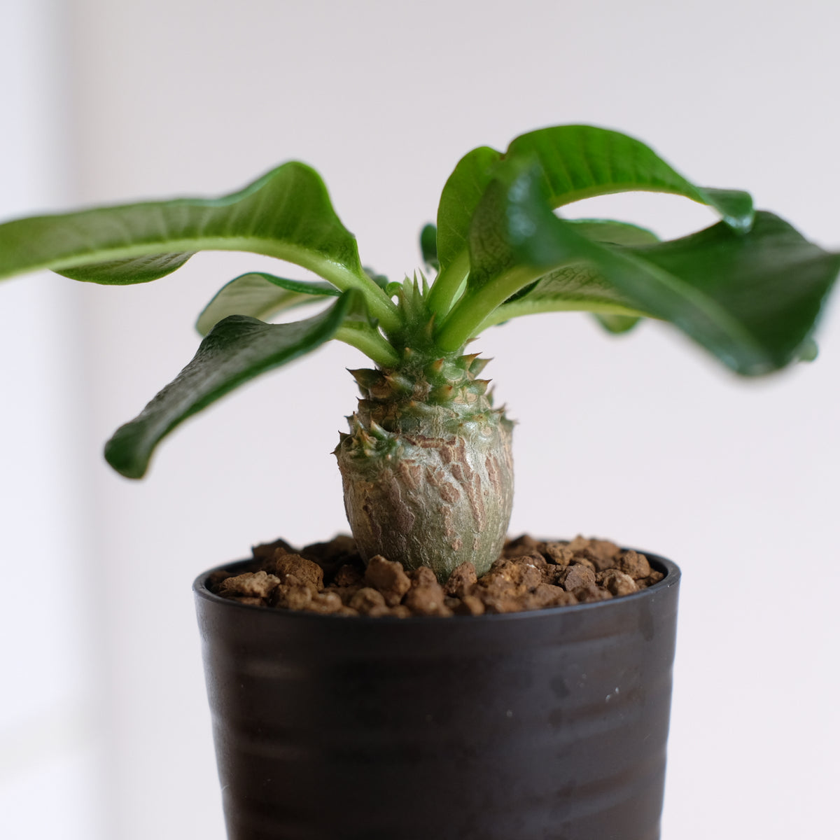 パキポディウム ウィンゾリー / Pachypodium windsorii