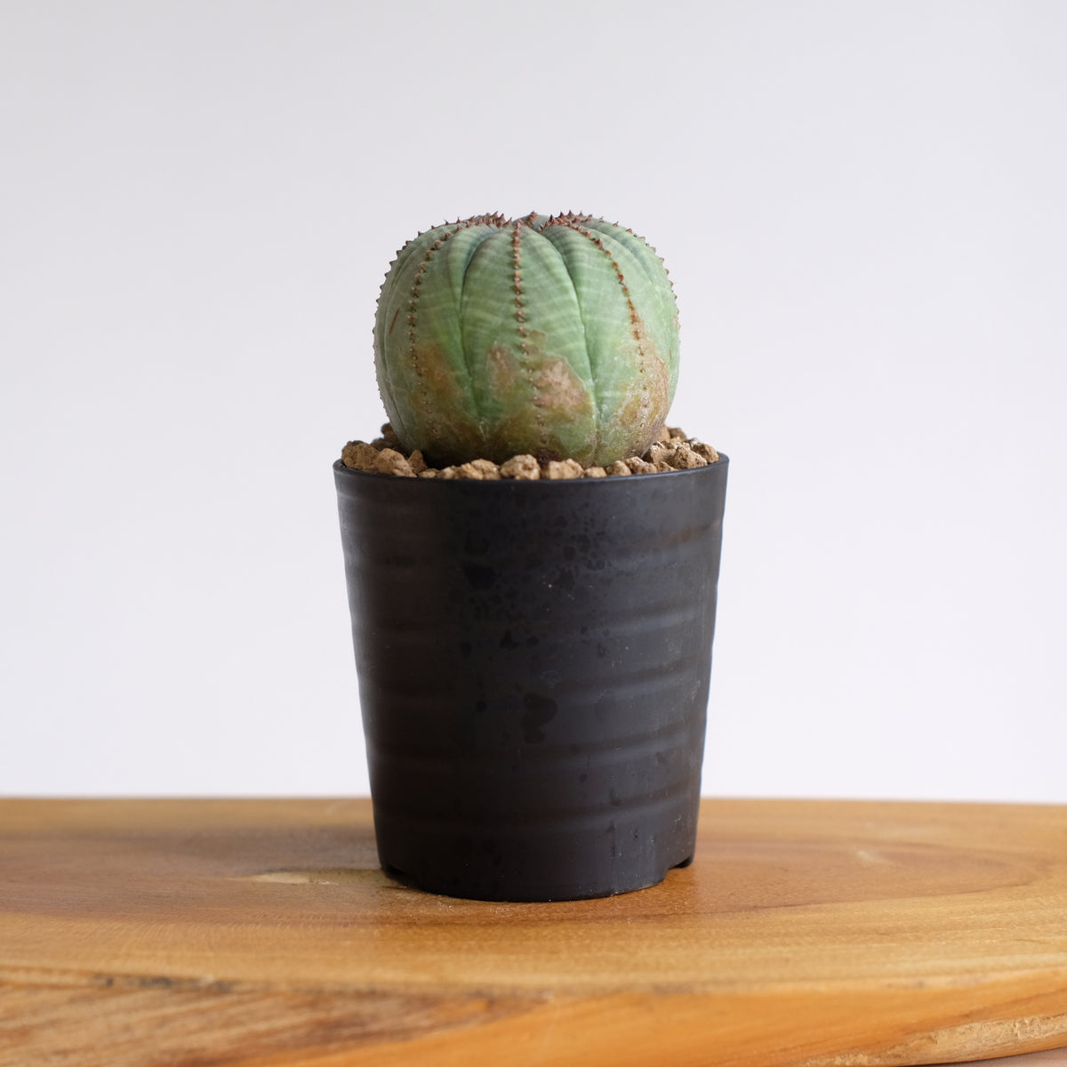 ユーフォルビア オベサ / Euphorbia obesa