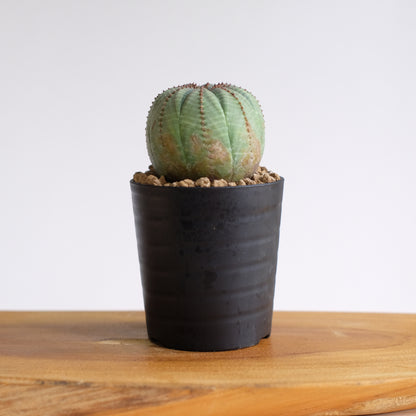 ユーフォルビア オベサ / Euphorbia obesa