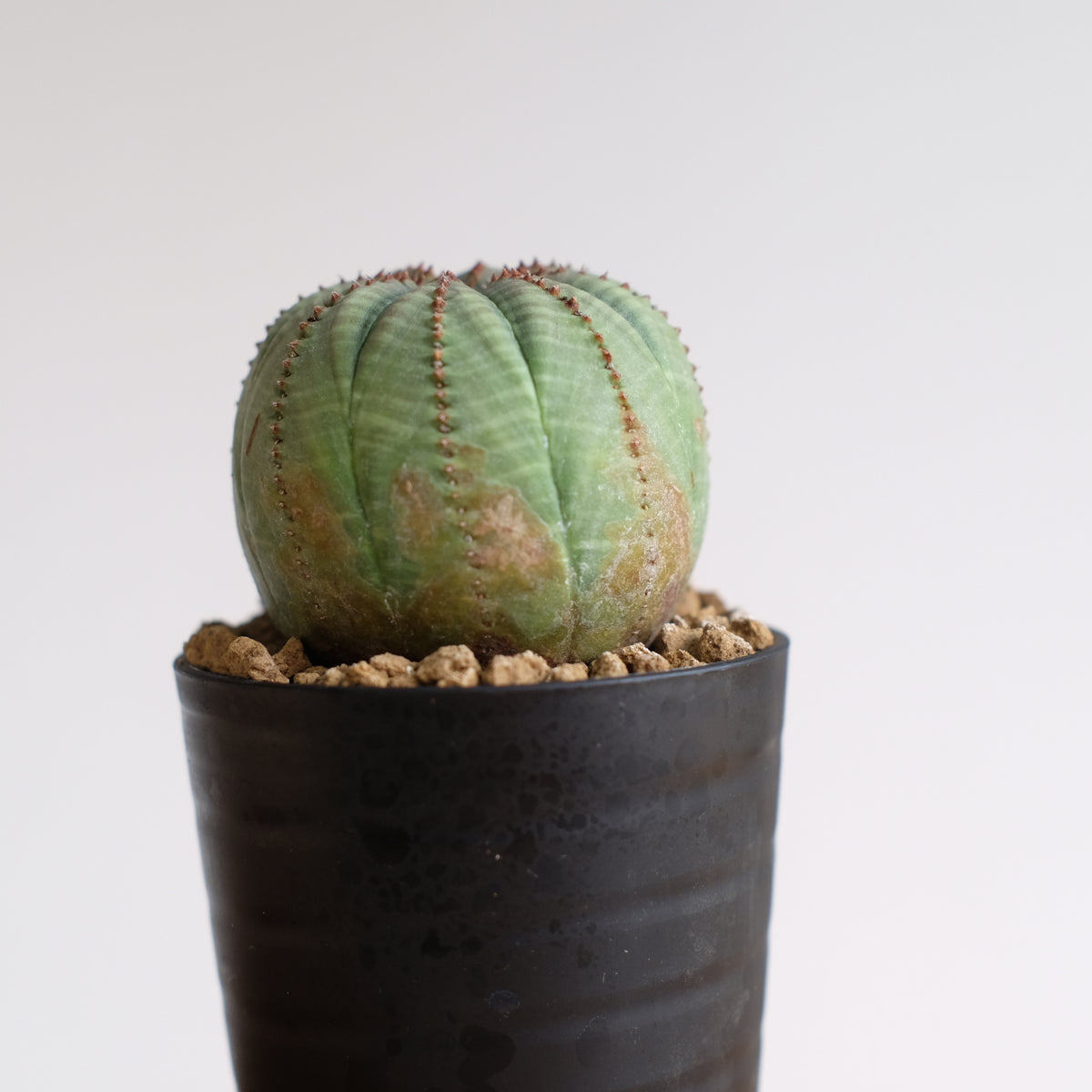 ユーフォルビア オベサ / Euphorbia obesa