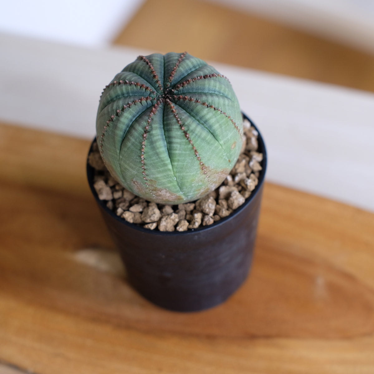 ユーフォルビア オベサ / Euphorbia obesa