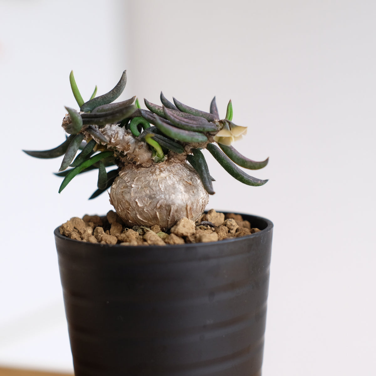 ユーフォルビア キリンドリフォリア / Euphorbia cylindrifolia