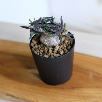 ユーフォルビア キリンドリフォリア / Euphorbia cylindrifolia