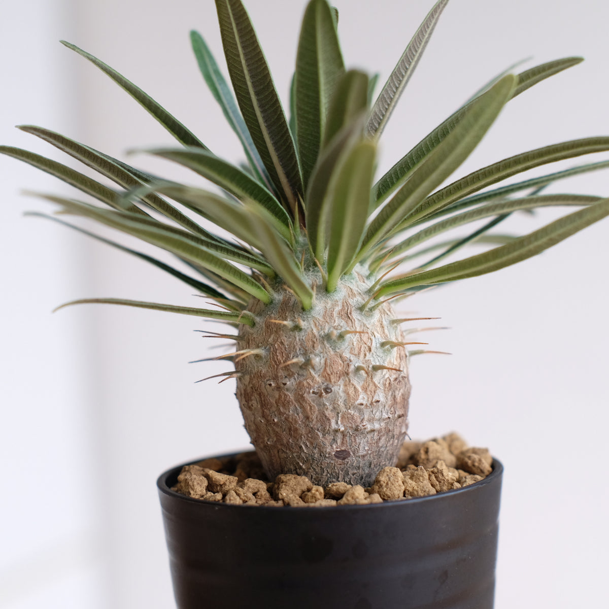 パキポディウム グラキリス / Pachypodium gracilius