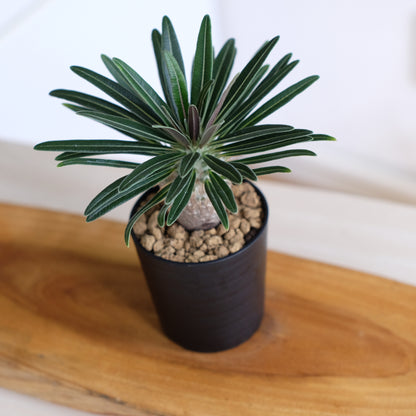 パキポディウム グラキリス / Pachypodium gracilius
