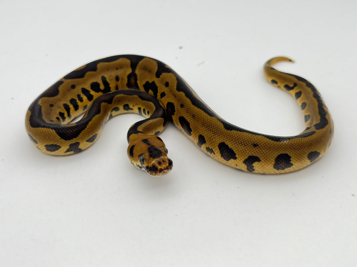 ボールパイソン（Leopard Confusion Enchi Clown）オス