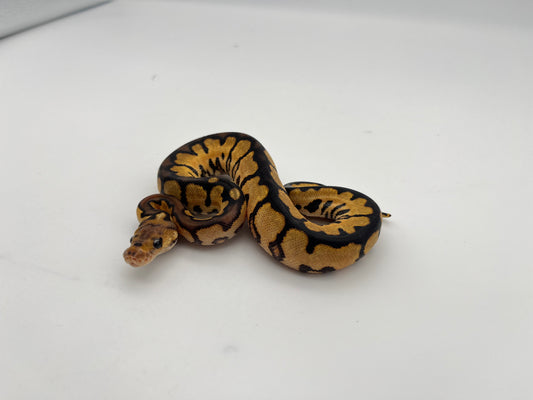 ボールパイソン（Black Pastel Redstripe Spotnose Clown）メス