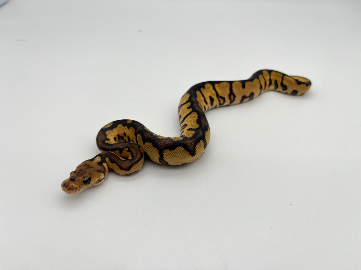 ボールパイソン（Black Pastel Redstripe Spotnose Clown）メス