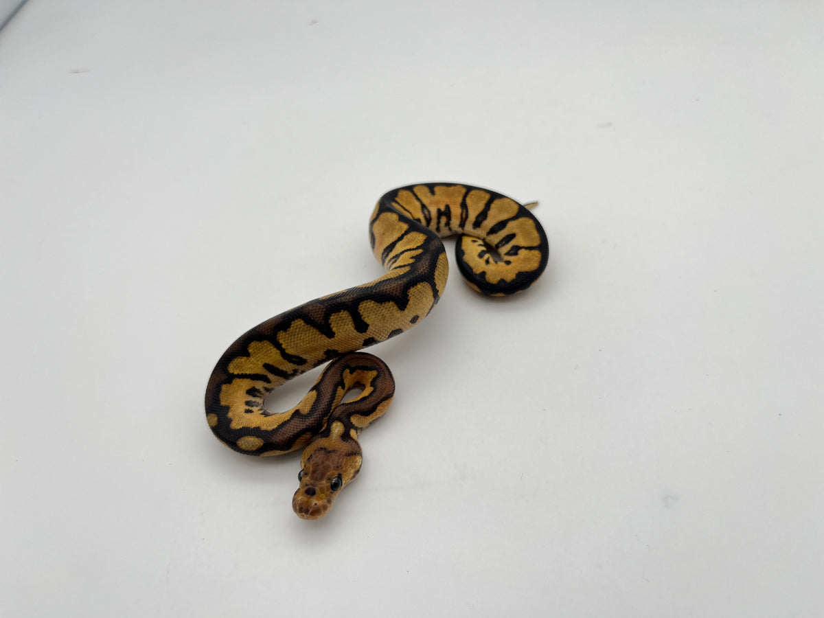 ボールパイソン（Black Pastel Redstripe Spotnose Clown）メス