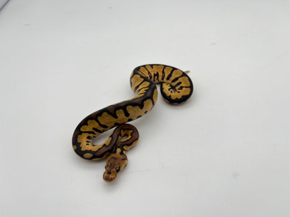 ボールパイソン（Black Pastel Redstripe Spotnose Clown）メス