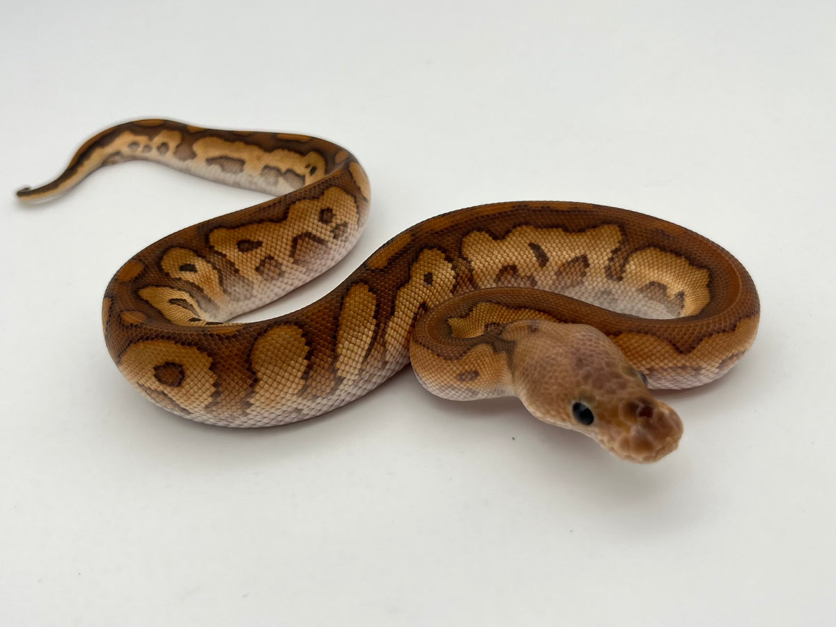 ボールパイソン（Black Pastel Cypress Redstripe Clown）オス