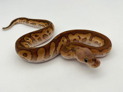 ボールパイソン（Black Pastel Cypress Redstripe Clown）オス